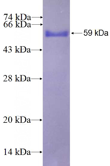 Recombinant Human PLSCR3 SDS-PAGE
