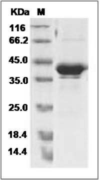 Human GPHA2 / Glycoprotein hormone alpha 2 Protein (Fc Tag) SDS-PAGE