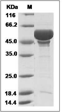 Human GABARAP / Apg8p1 Protein (His & MBP Tag) SDS-PAGE