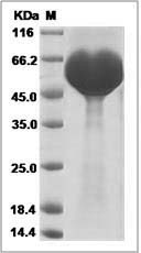Human KIRREL2 / NEPH3 Protein (His Tag)