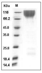 Cynomolgus KIM-1 / TIM1 / HACVR1 Protein SDS-PAGE