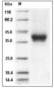 Mouse CD32 / FCGR2B Protein (His & AVI Tag), Biotinylated SDS-PAGE
