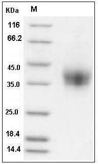 Cynomolgus CD16 / FCGR3 Protein (His Tag) SDS-PAGE