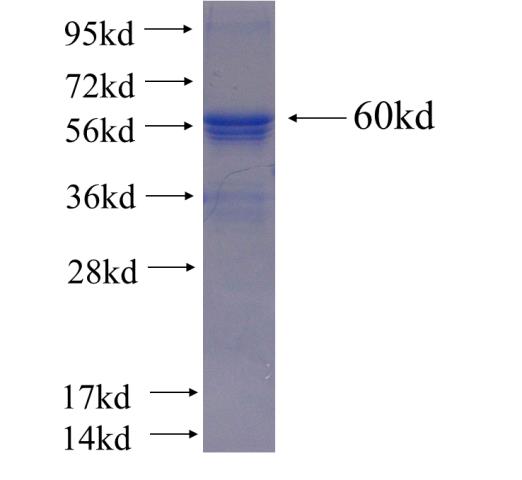 Recombinant human COPE SDS-PAGE