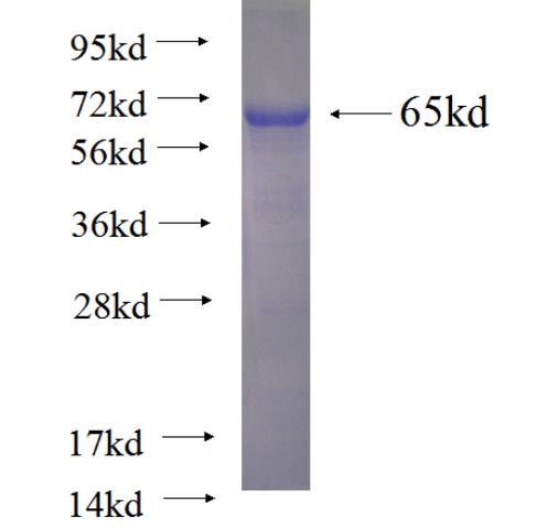 Recombinant Arabidopsis thaliana SUVH4 SDS-PAGE