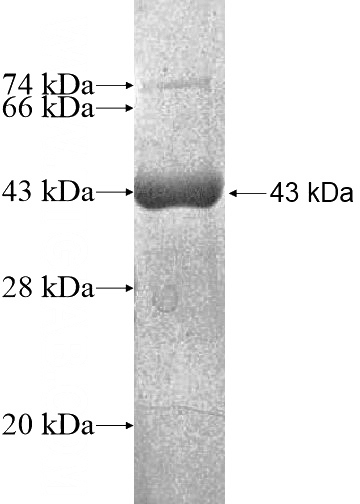 Recombinant Human EEF2 SDS-PAGE
