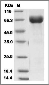 Cynomolgus PD-L1 / B7-H1 / CD274 Protein (Fc Tag) SDS-PAGE
