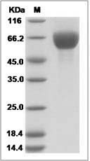 Human FGFR3 / CD333 Protein (His Tag)