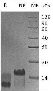 Mouse Egf (His tag) recombinant protein