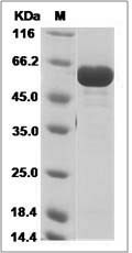 Influenza A H3N2 (A/Switzerland/9715293/2013) Nucleoprotein / NP Protein (His Tag)