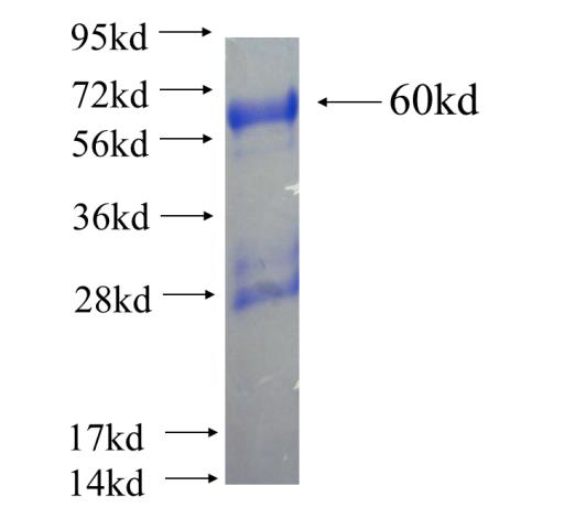 Recombinant human PDCL SDS-PAGE