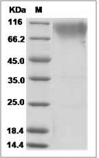 Cynomolgus CD164 / Endolyn Protein (Fc Tag)