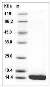 Human L-FABP / FABP1 Protein (His Tag) SDS-PAGE