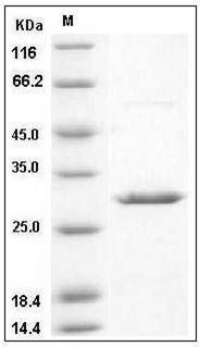 Human 14-3-3 beta / YWHAB Protein SDS-PAGE
