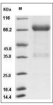 Human KIR2DL1 / CD158a Protein (Fc Tag) SDS-PAGE
