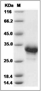 Cynomolgus / Rhesus CD40 / TNFRSF5 Protein (His Tag) SDS-PAGE