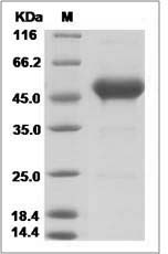 Human CD90 / THY-1 Protein (Fc Tag)