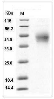 Mouse PD1 / PDCD1 Protein (His Tag) SDS-PAGE