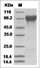 Influenza A H3N2 (A/Perth/16/2009) Hemagglutinin / HA-specific B cell probe (His Tag)