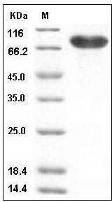 Human CD14 Protein (Fc Tag) SDS-PAGE