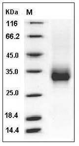 Cynomolgus CD32b / FCGR2B Protein (His & AVI Tag) SDS-PAGE