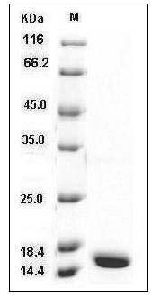 Ferret TNF-alpha / TNFA Protein SDS-PAGE