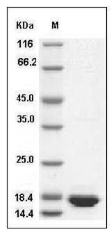 Cynomolgus IL-1 beta / IL1B Protein SDS-PAGE