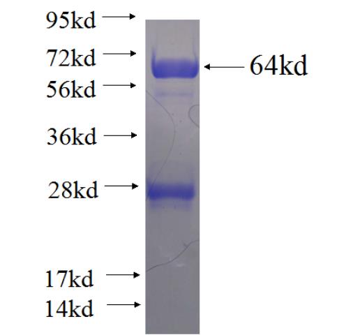 Recombinant human PTPN5 SDS-PAGE