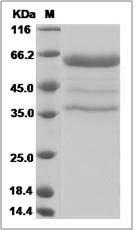 Mouse DNGR-1 / CLEC9A Protein (Fc Tag) SDS-PAGE