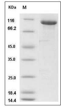 Mouse MFI2 / CD228 / melanotransferrin Protein (Fc Tag) SDS-PAGE