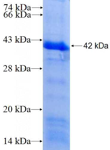 Recombinant Human PDLIM7,LMP1 SDS-PAGE