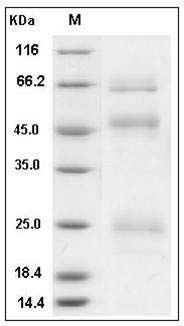 Influenza A H5N1 (A/Hubei/2011) Hemagglutinin / HA Protein (His Tag) SDS-PAGE