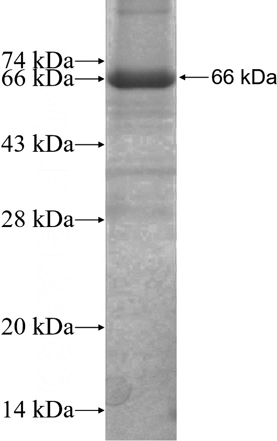Recombinant Arabidopsis thaliana FIN219 SDS-PAGE