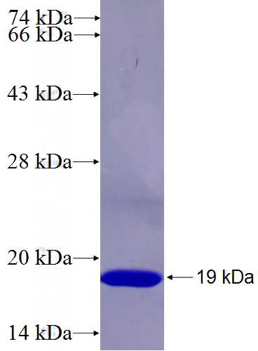 Recombinant Human C7orf20 SDS-PAGE