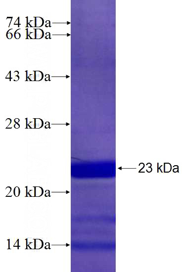 Recombinant Human WWTR1,TAZ SDS-PAGE