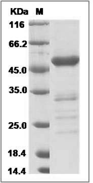 Canine FGF9 / FGF-9 Protein (Fc Tag) SDS-PAGE