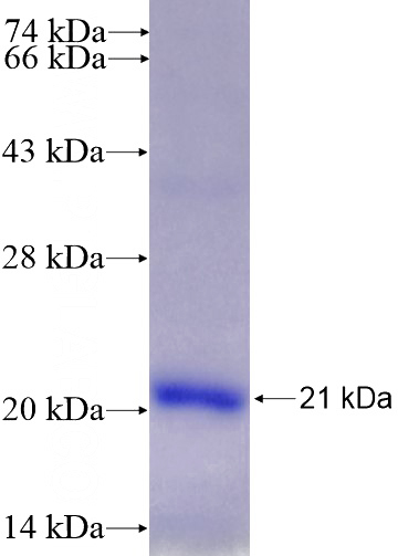 Recombinant Human HEY1 SDS-PAGE