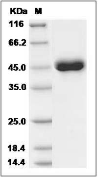 Cynomolgus REG1B / PSPS2 Protein (Fc Tag) SDS-PAGE