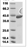 Rat ACAT2 Protein 15529