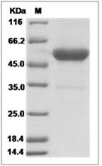 Human OX-40L / TNFSF4 / CD252 Protein (Fc Tag)