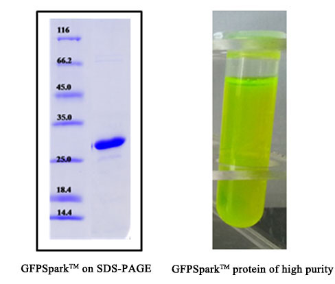 Aequorea victoria Green fluorescent protein / GFP (His Tag)