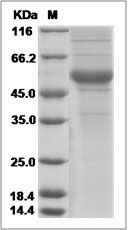 Human Thrombopoietin / THPO Protein (Fc Tag)