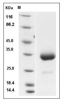 Mouse IgG3-Fc Protein SDS-PAGE