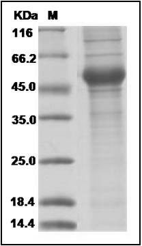 Influenza A H5N1 (A/Thailand/1(KAN-1)/2004) Neuraminidase / NA (His Tag) SDS-PAGE