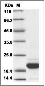Canine FGF12 Protein SDS-PAGE