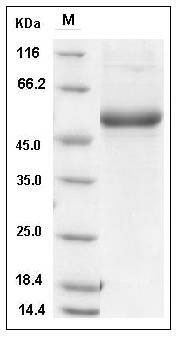 Influenza A H5N1 (A/Hubei/2011) Neuraminidase / NA (Active) (His Tag) SDS-PAGE
