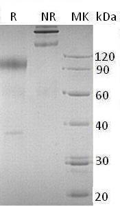 Human IL23R (Fc tag) recombinant protein