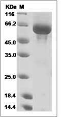 Human LAG3 / CD223 / Lymphocyte activation gene 3 Protein (His Tag)