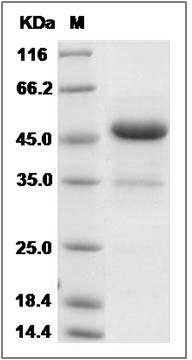Cynomolgus IFNA13 / Interferon alpha-13 Protein (Fc Tag) SDS-PAGE
