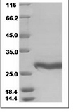 Human VEGF/VEGFA Protein 15337